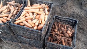 Урожай моркови АБАКА.Копаем на продажу.