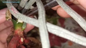 Восстановление Биг Липа" Алладин".Пересадка из закрытой системы посадки.