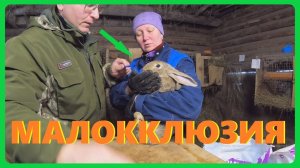 Спасаем кролика ,подрезаем зубы .Малокклюзия у кроликов .Жизнь в деревне.