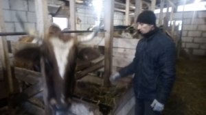 купили сразу двух коров в коровнике не осталось свободного места, пополнение в хозяйстве