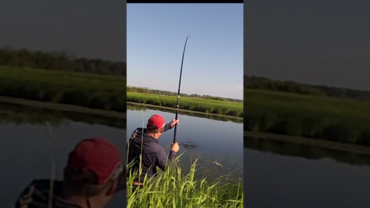 ПОКЛЁВКА ДВУХ СРАЗУ КАРАСЕЙ на НА ПОПЛАВОЧНУЮ УДОЧКУ #рыбалка #shortsvideo #shorts  #ловлякарася