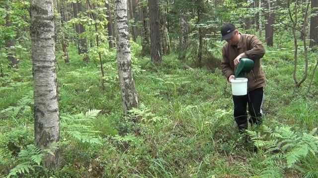 Сбор черники плодосъёмником мои впечатления.Часть1. смотреть онлайн