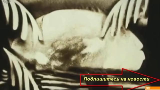 Японские мотивы смотреть онлайн