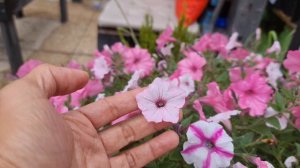 My Petunia Collection