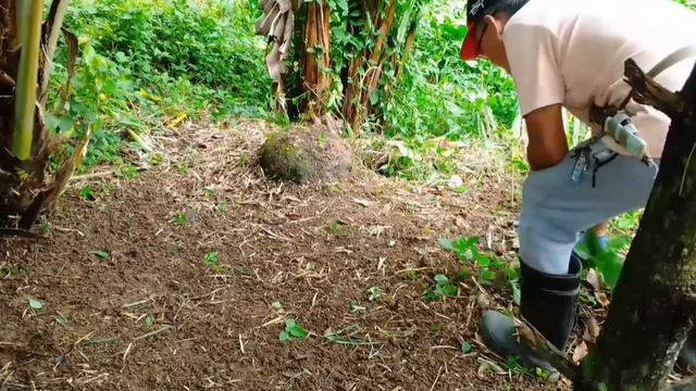 How I Grow Green Tea at Home смотреть онлайн