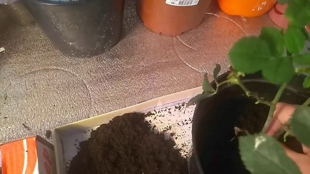 Корневая система корнесобственных роз.Пересадка .