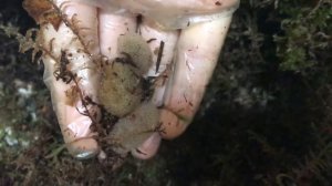 Биофабрика Пиявки . Коконы