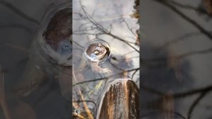 Лягушечье царство 2, питомник лягушек, икра лягушек Frog kingdom 2, frog nursery, frog caviar
