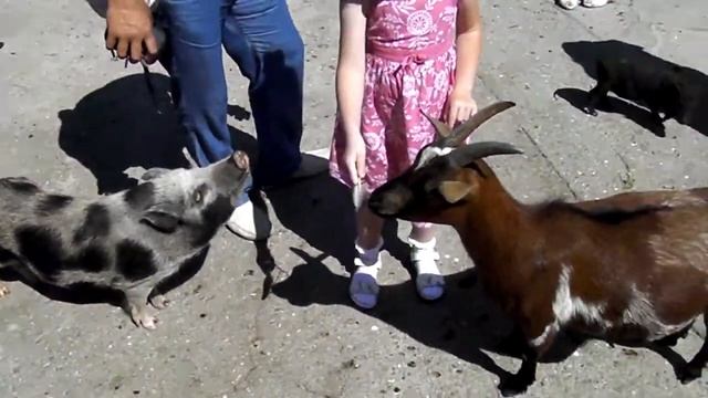 Животные Ялтинского Зоопарка смотреть онлайн