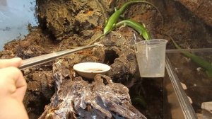 Emerald Tree Skink Feeding Video 'Lamprolepis Smaragdina'