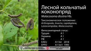 Лесной кольчатый коконопряд (Malacosoma disstria Hb.)