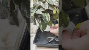 Трейлерные фиалки. Посадки-пересадки. 🏵️🌼🌸☘️#комнатныерастения #сенполии #фиалкитрейлерные #цветы