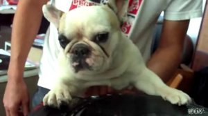 Бульдожка диджеит за пультом!