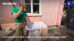 В крымском парке «Тайган» спасли брошенных львят