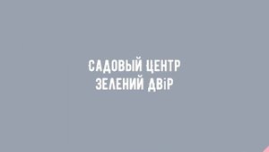 Садовый Центр Зелений Двір - Туя западная Ellwangeriana C3 h 0.3-0.4 m