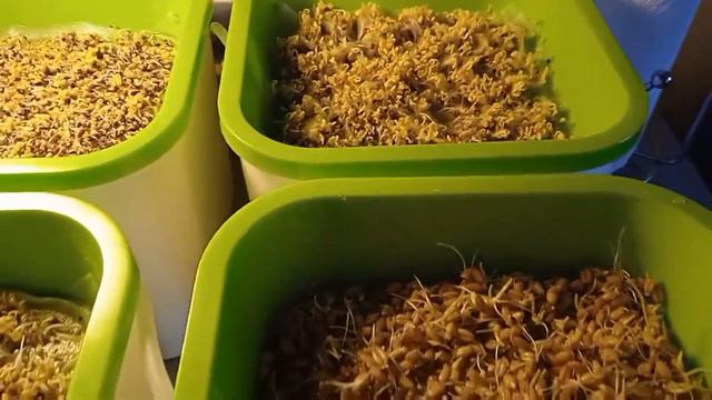 Микрозелень (microgreen) три дня (day 3) смотреть онлайн