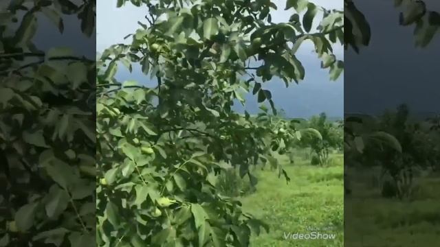 Интенсивные сорта грецкого ореха смотреть онлайн