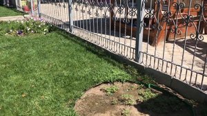 Хвойно-Вересковый Миксбордер. Пошаговое видео.