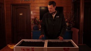 Дендробена. Расселение и кормление ювенилов