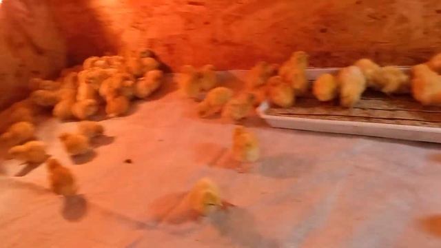 Перепелки от первых суток до взрослой птицы!!! #птицеводство #инкубация #перепела #экоферма смотреть онлайн