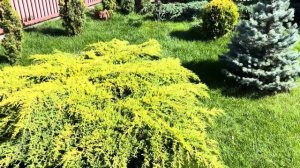 МОИ ОШИБКИ В ЛАНДШАФТНОМ ДИЗАЙНЕ САДА. ЧТО УЖЕ НЕ ИСПРАВИШЬ?