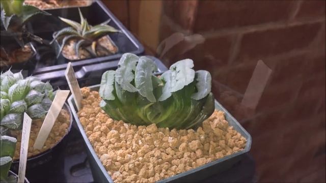 HAWORTHIA TRUNCATA VARIEGATE - Rare Variegated Succulent Plant - From My Collection смотреть онлайн