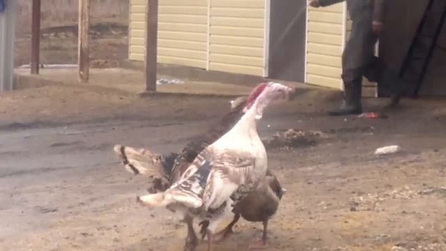 Гусь миротворец)))) смотреть онлайн