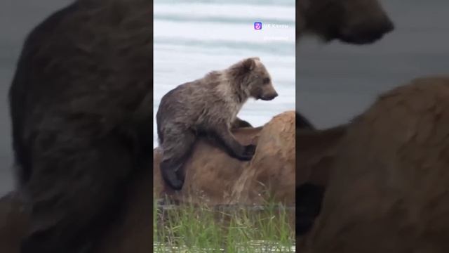 С Мамой на рыбалке) смотреть онлайн