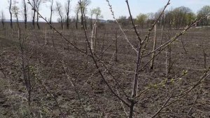 черешни и дюки на подвое колт