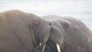 Моржи в море Лаптевых