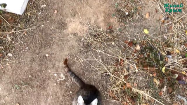 Ленивые городские кошки смотреть онлайн