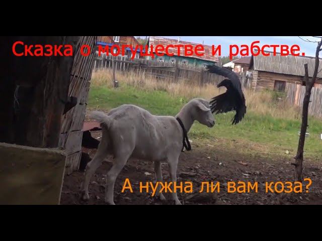 А нужна ли вам коза? О могуществе и рабстве. смотреть онлайн