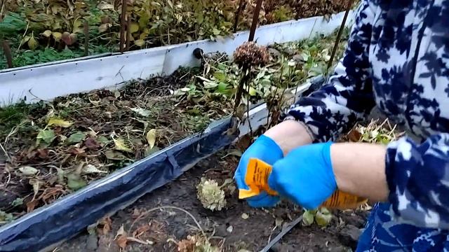Гортензия ремонтантная крупнолистная подготовка к зиме