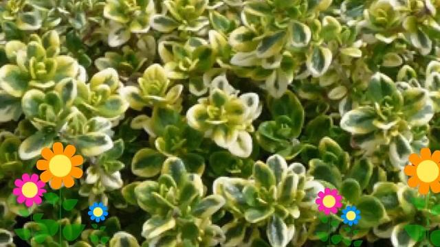 Тимьян (Чабрец) лимоннопахнущий Lemon Variegata. Краткий обзор, описание характеристик смотреть онлайн