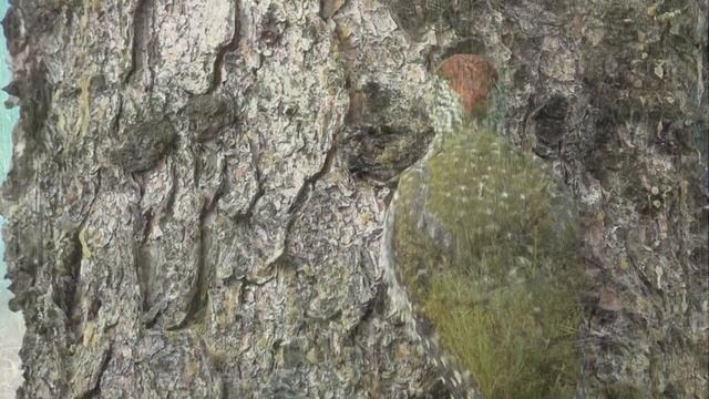 Žluna zelená (Picus viridis) European green woodpecker, Зелёный дятел, Grünspecht, Dzięcioł zielony смотреть онлайн