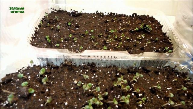 ВСХОДЫ БАЗИЛИКА на 4 день после посева! Советы от ЗЕЛЕНОГО ОГОРОДА! смотреть онлайн