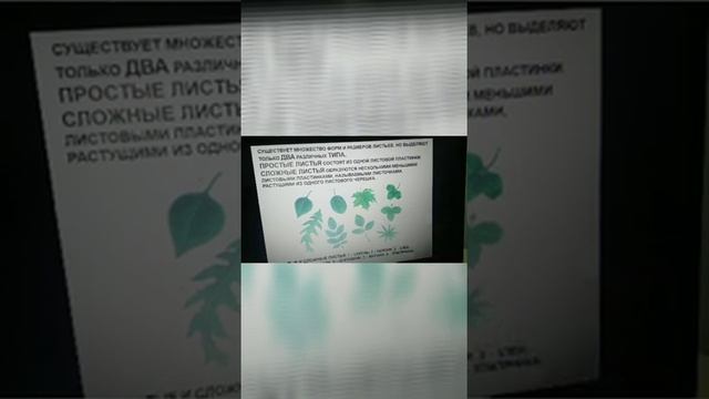Внешнее строение листа. Простые и сложные листья 5 класс смотреть онлайн