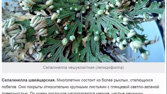 Селагинелла – нежный ковер ажурных листьев смотреть онлайн