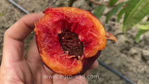 Вкусный поздний нектарин - Макс (Max) - Агро Сад 2023