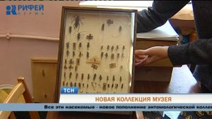 Кто такие кожееды и как с ними бороться? В Перми создают новую коллекцию насекомых