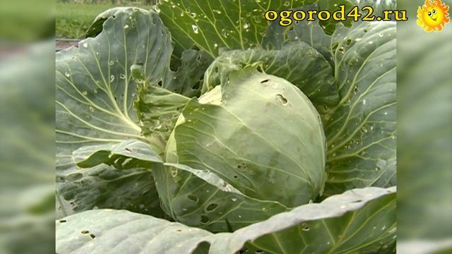 Описание и характеристика сорта ранняя капуста Чамп смотреть онлайн