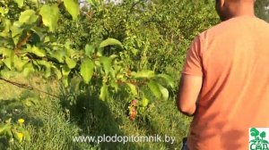 ? Слива китайская сорт Скороплодная ?