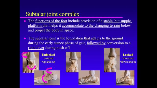 Biomechanics Of The Pediatric Foot. Principle 07. Biomechanics Of The Foot & Subtalar Joint