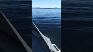 На ходу Баджер 370+Хайди 9.9 про