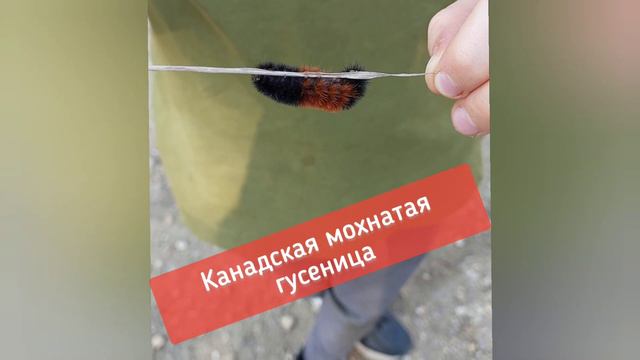 Кто ты? Плевел или пшеница? #притчи #canada