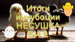 Итоги инкубации цыплят инкубатор НЕСУШКА БИ 2 с вентиляторами