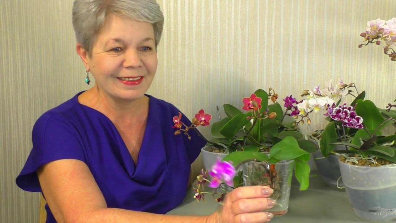 ЭКСПЕРИМЕНТАЛЬНАЯ ПЕРЕСАДКА Мини Орхидей в перлит.  Цветущие лодочки Calipso .  Ответы на вопросы...