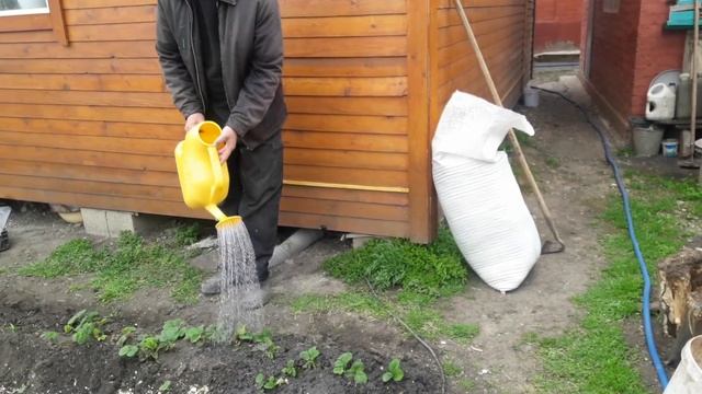 Доделываем работу с клубникой, пропалываем чеснок, сажаем лук. смотреть онлайн