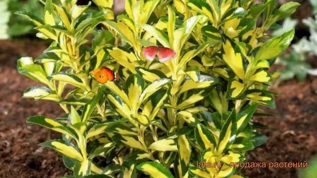 Бересклет японский Экстаз (ekstaz) ? бересклет Экстаз обзор: как сажать саженцы бересклета Экстаз смотреть онлайн