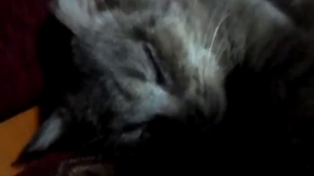 котяра храпит как человек смотреть онлайн